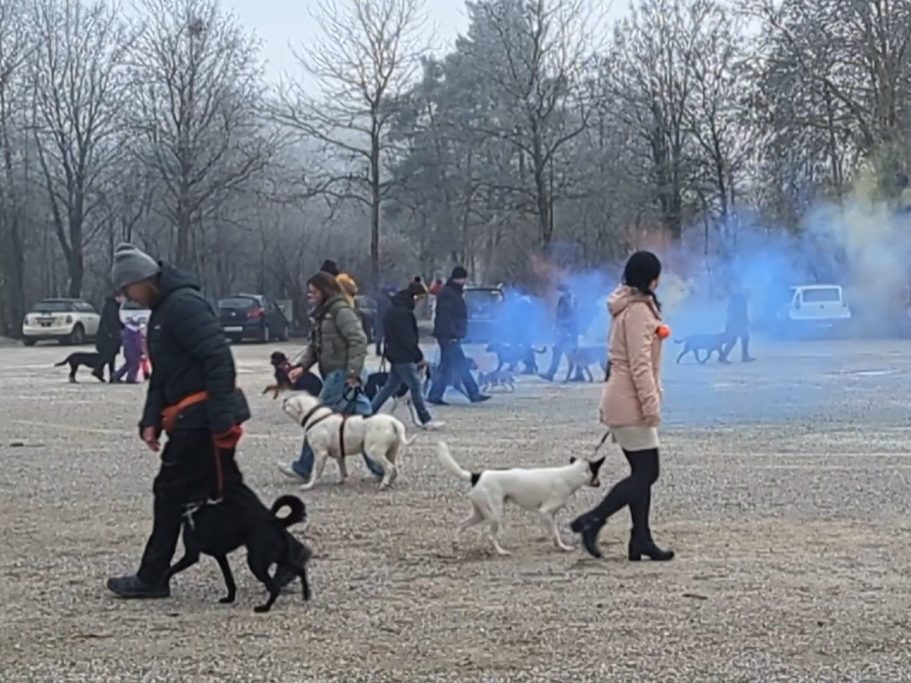 hund-trainiert-zuhause-mit-mobilem-hundetrainer